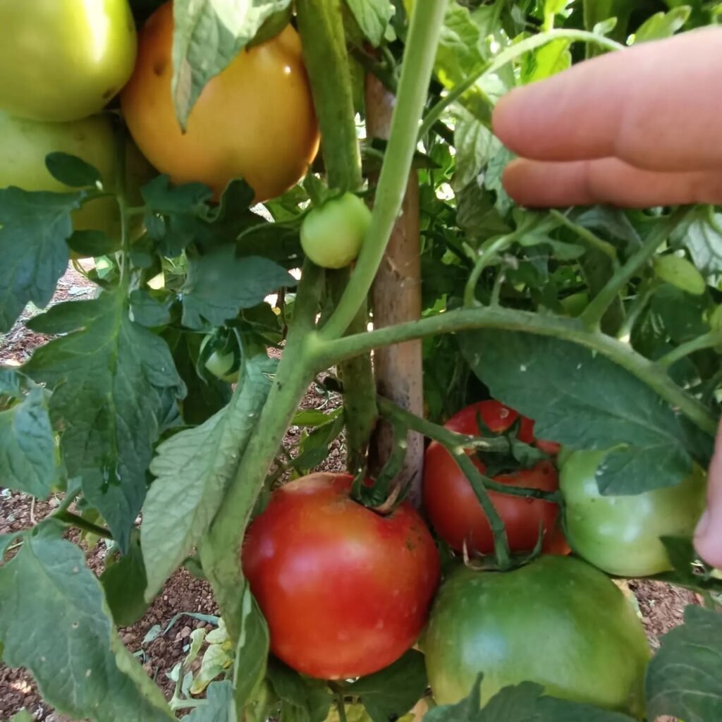imagen de tomates en rama