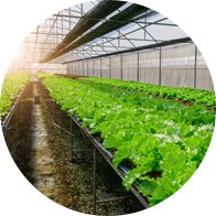 foto de un invernadero